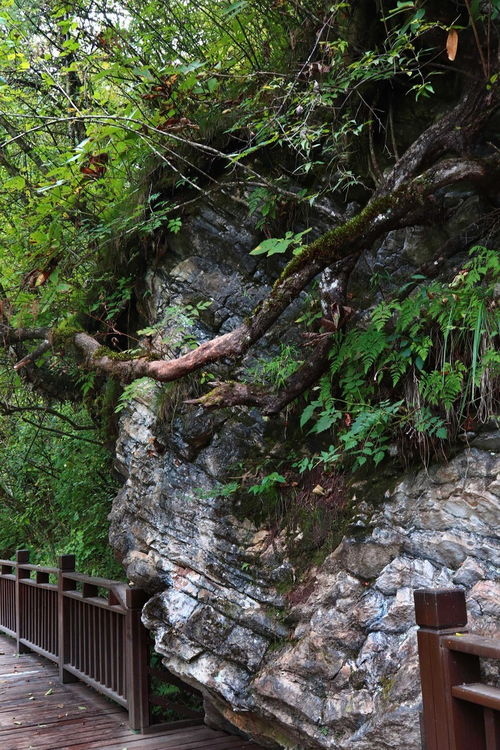 夢回甘南仙境，探秘官鵝溝——開啟一場說走就走的自然與文化之旅